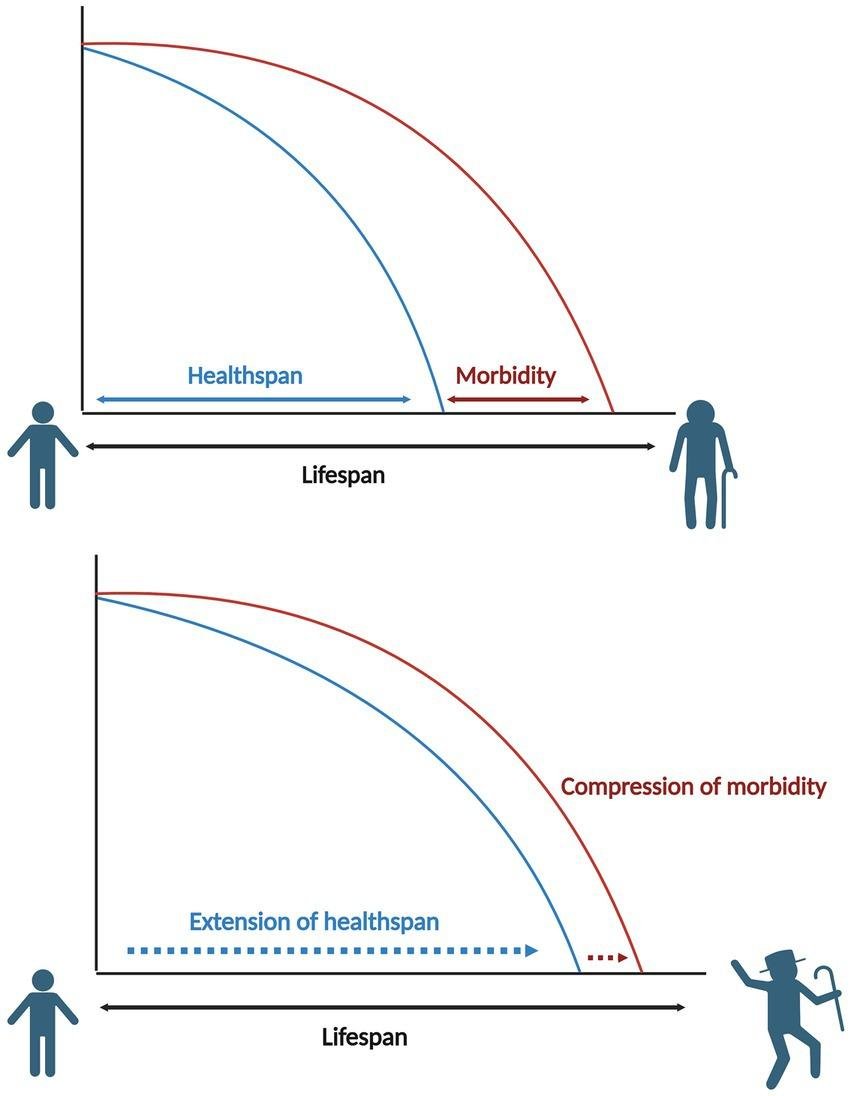 - Maximizing Healthspan through PN Optimization: Dietary Strategies and Supplement Recommendations